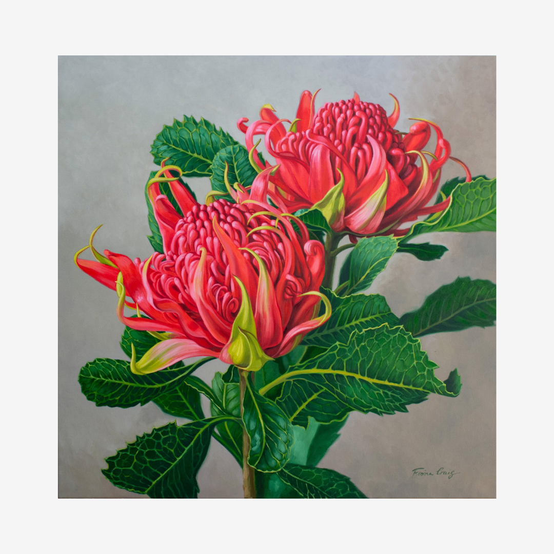 Red Waratahs