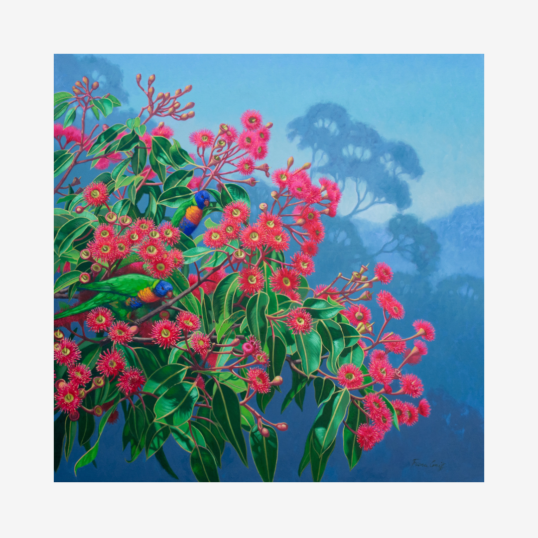 Lorikeets and Gumblossoms, Blue Mountains, 2024