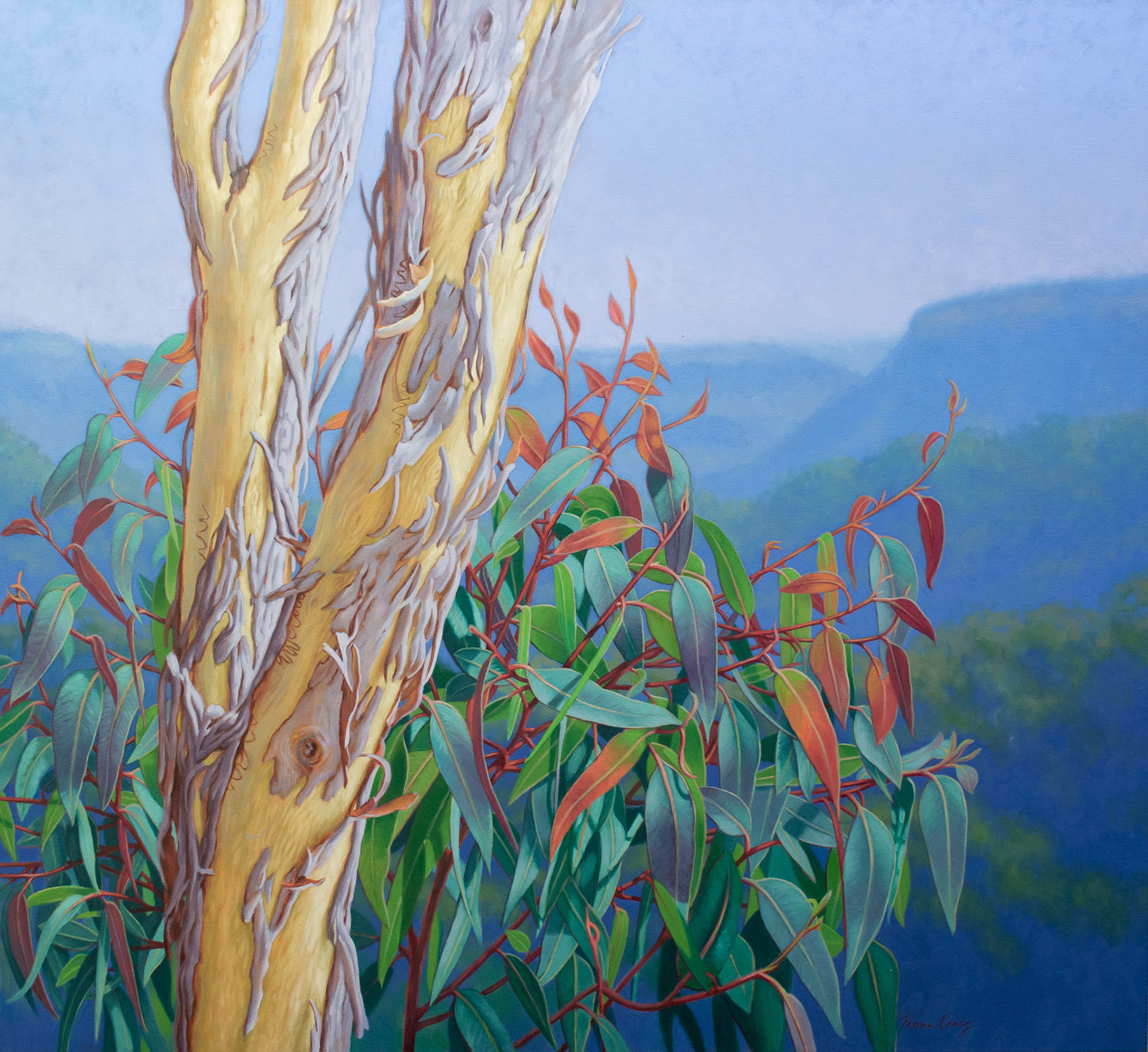 Rejuvenation, Blue Mountains, 2025