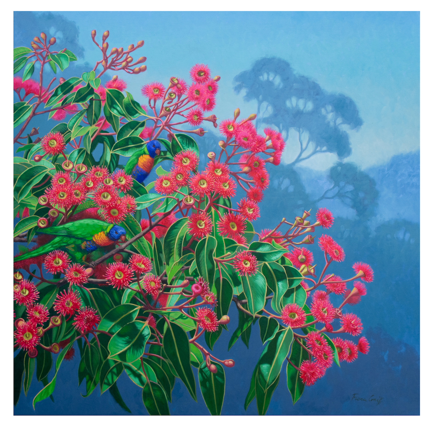 Lorikeets and Gumblossoms, Blue Mountains, 2024