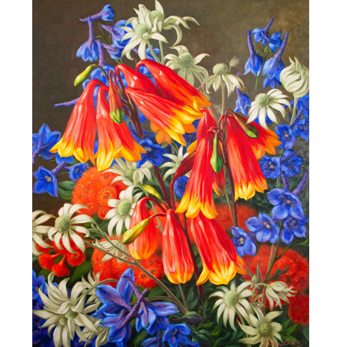 Blandfordia and Flannel Flowers, 2023