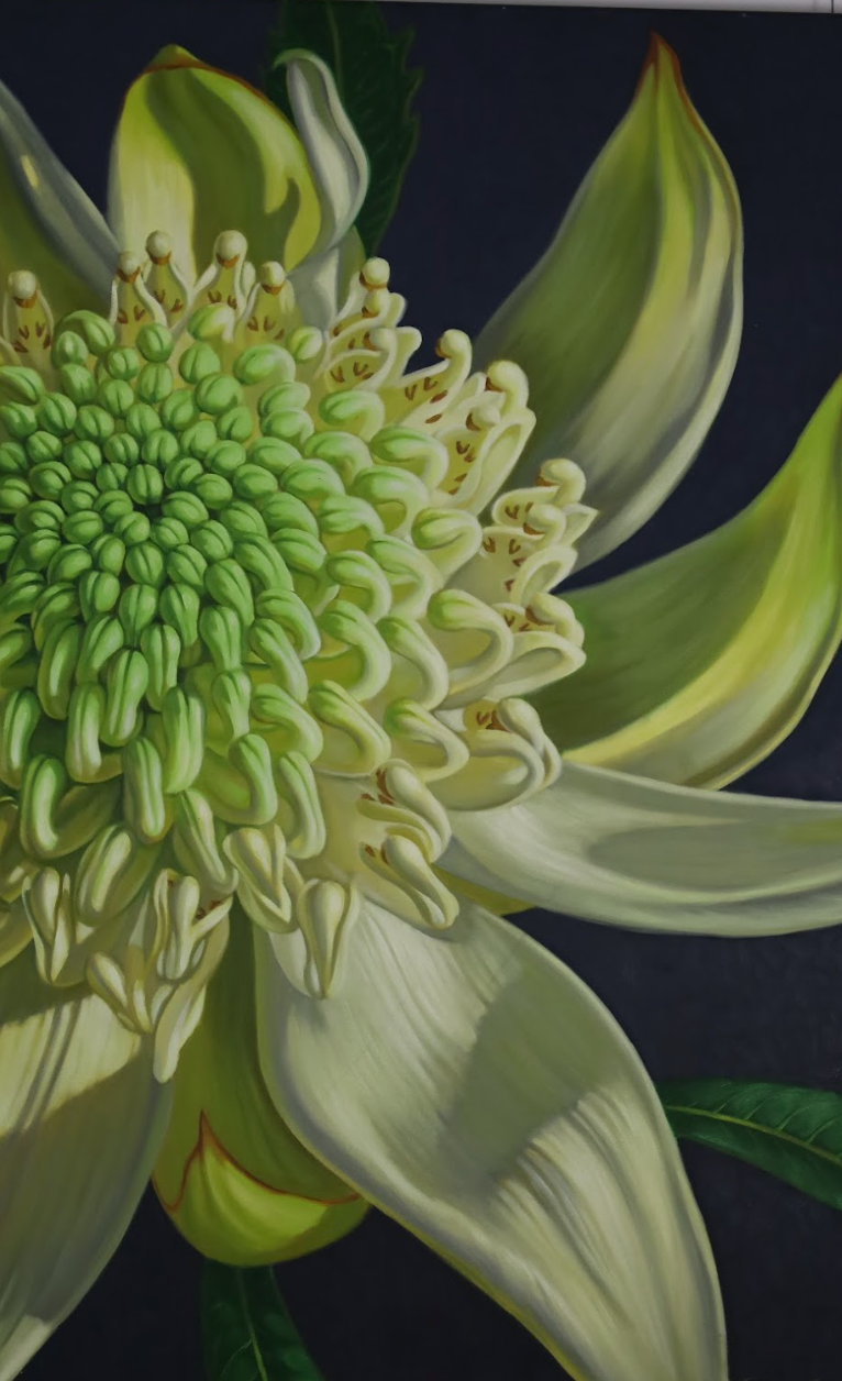 Green Waratah, 2024