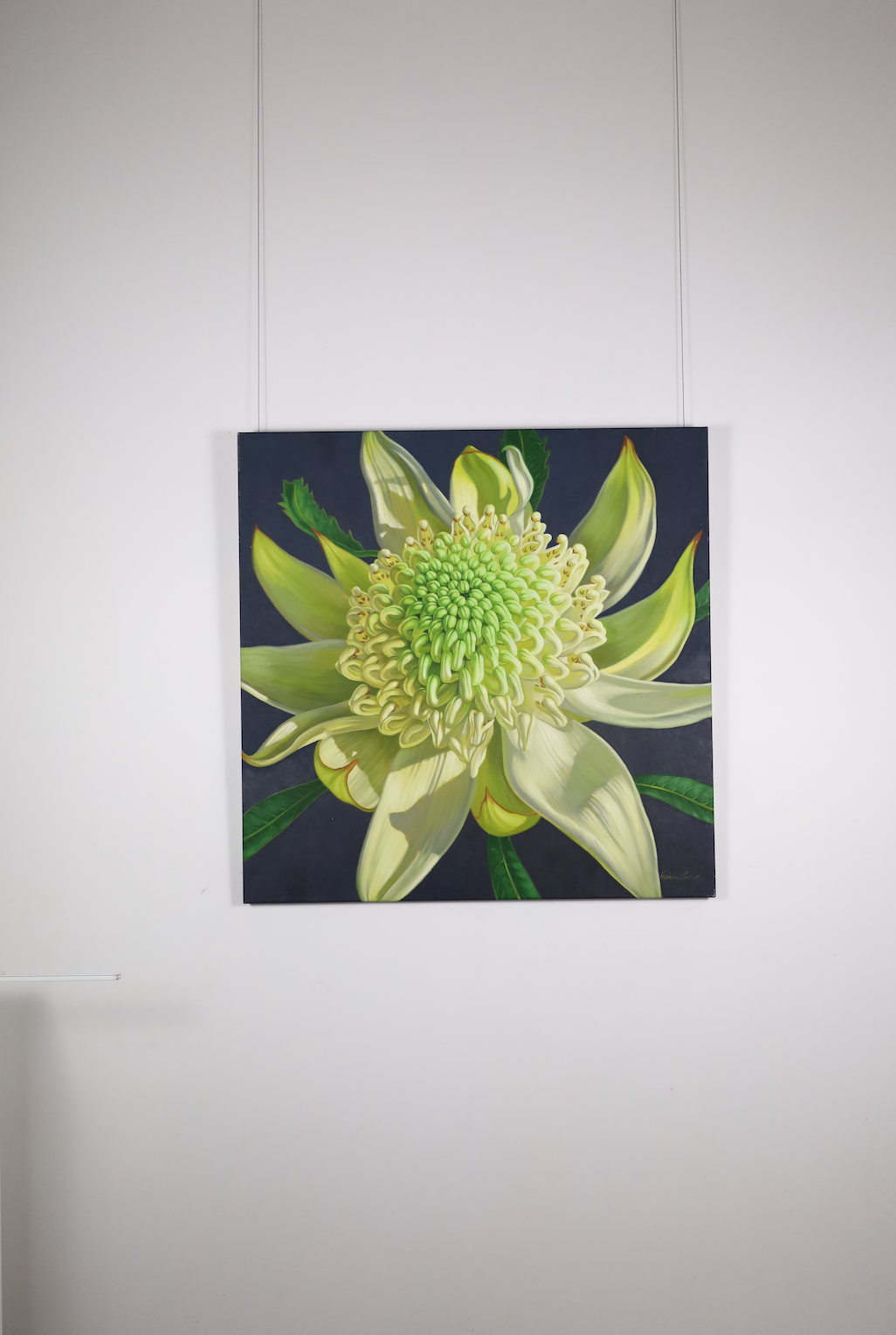 Green Waratah, 2024