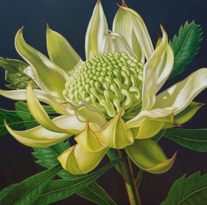 Green Waratah, 2024