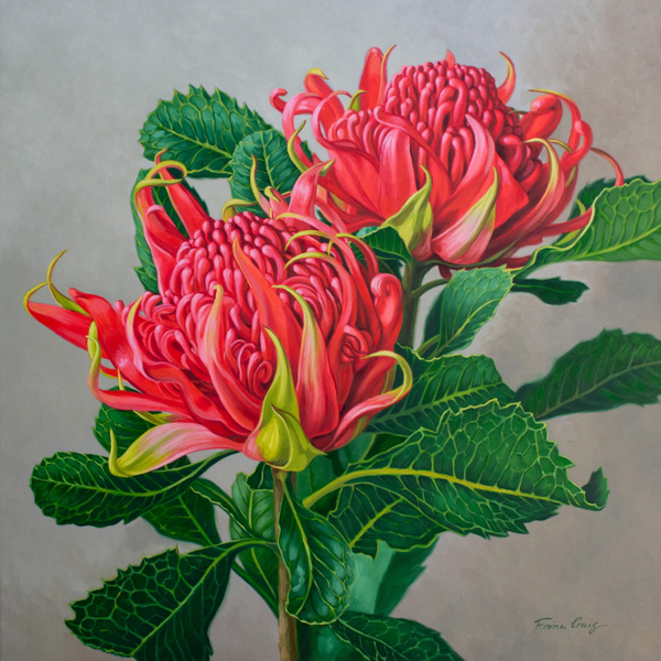 Red Waratahs — alternate view