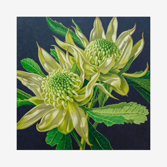Green Waratahs on Indigo