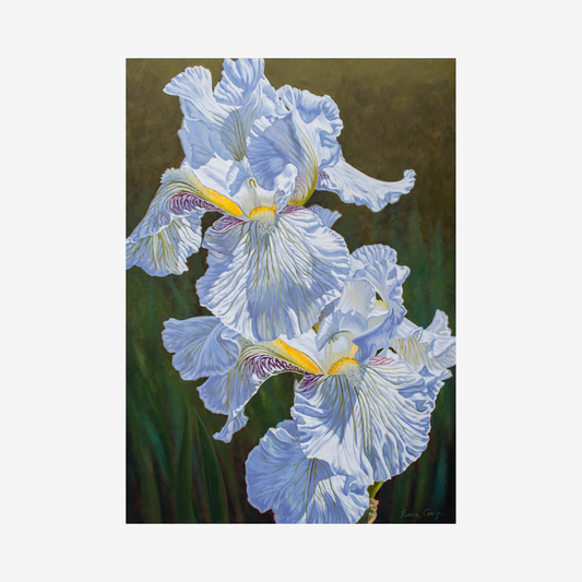 White Irises