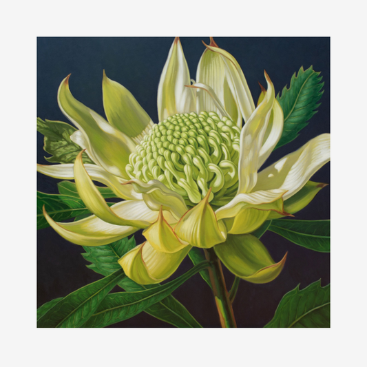 Green Waratah, 2024