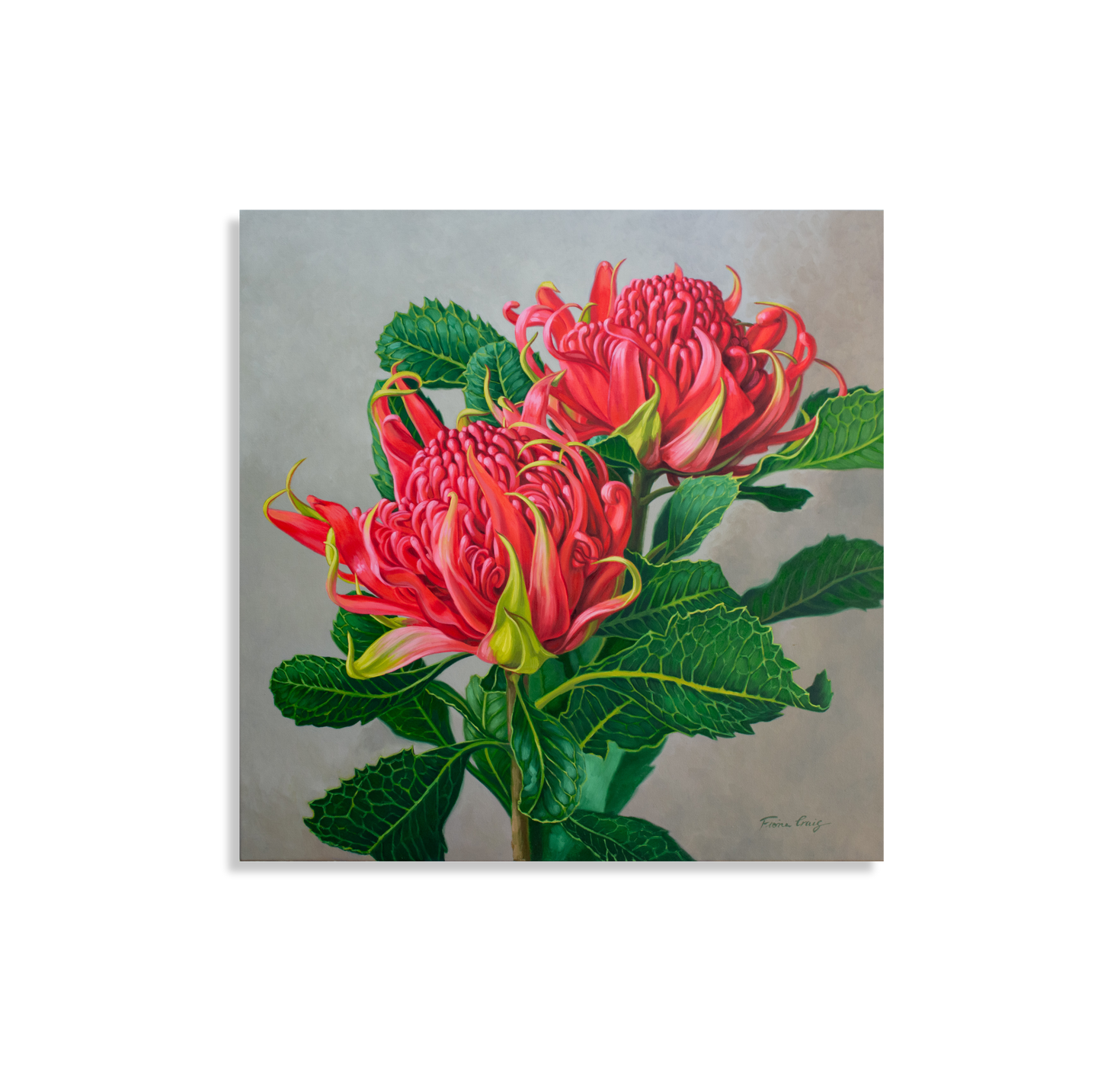 Red Waratahs