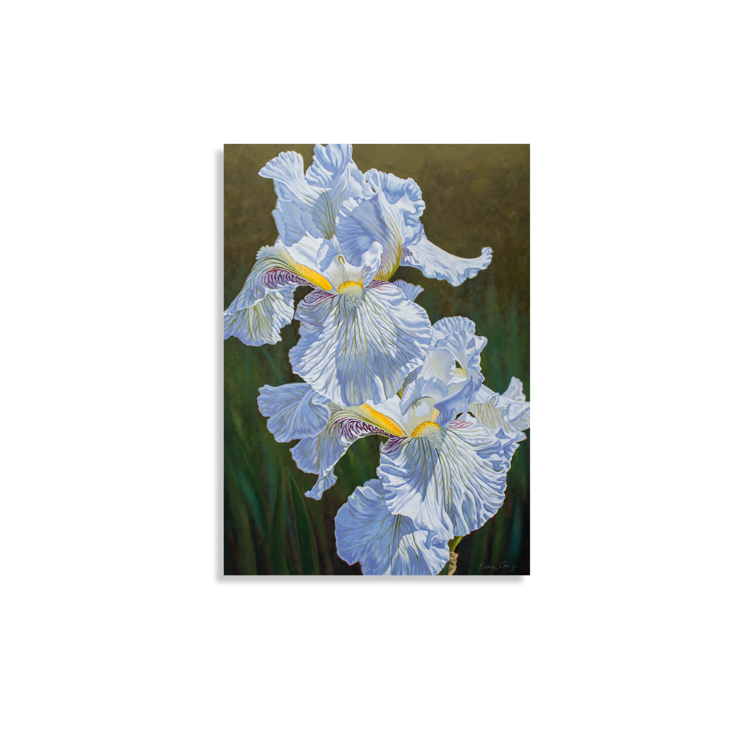 White Irises