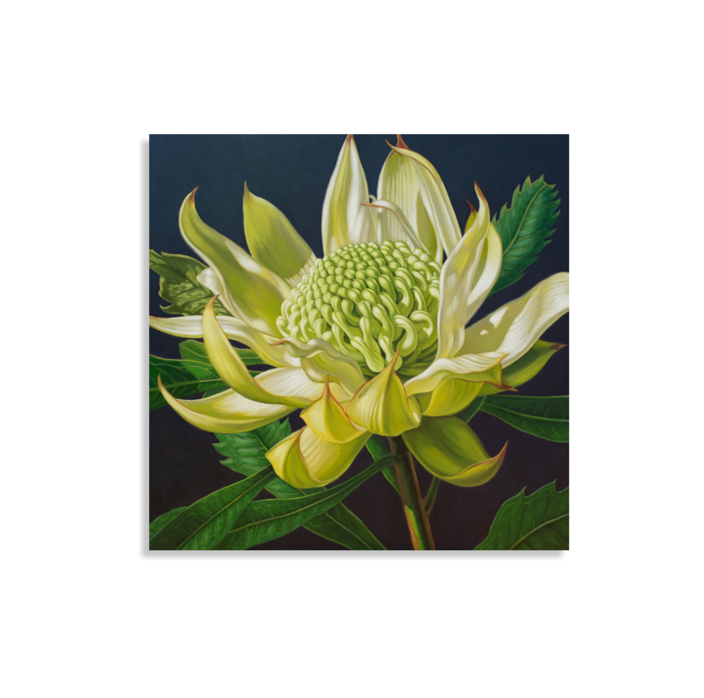 Green Waratah, 2024