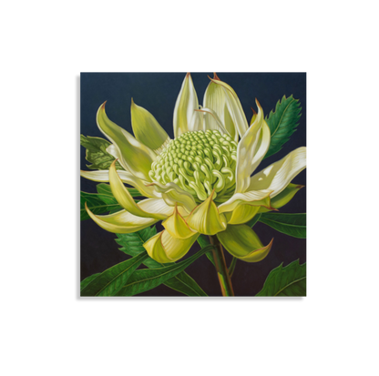 Green Waratah, 2024