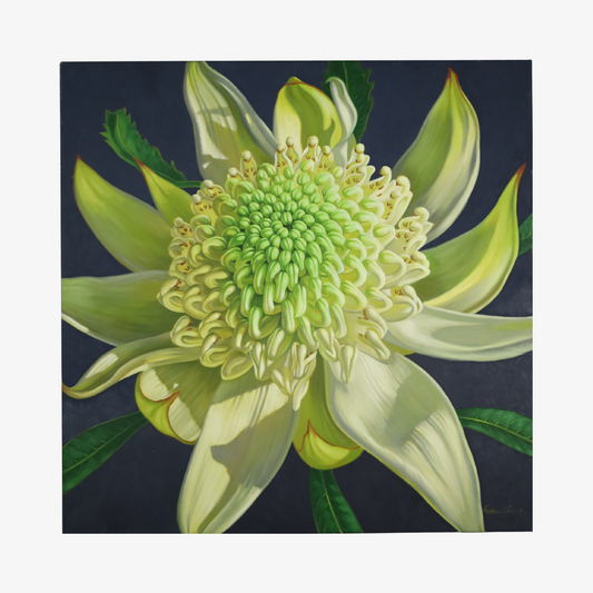 Green Waratah, 2024