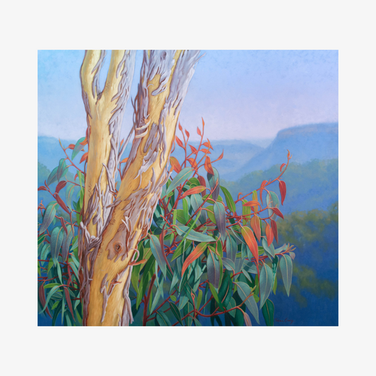 Rejuvenation, Blue Mountains, 2025