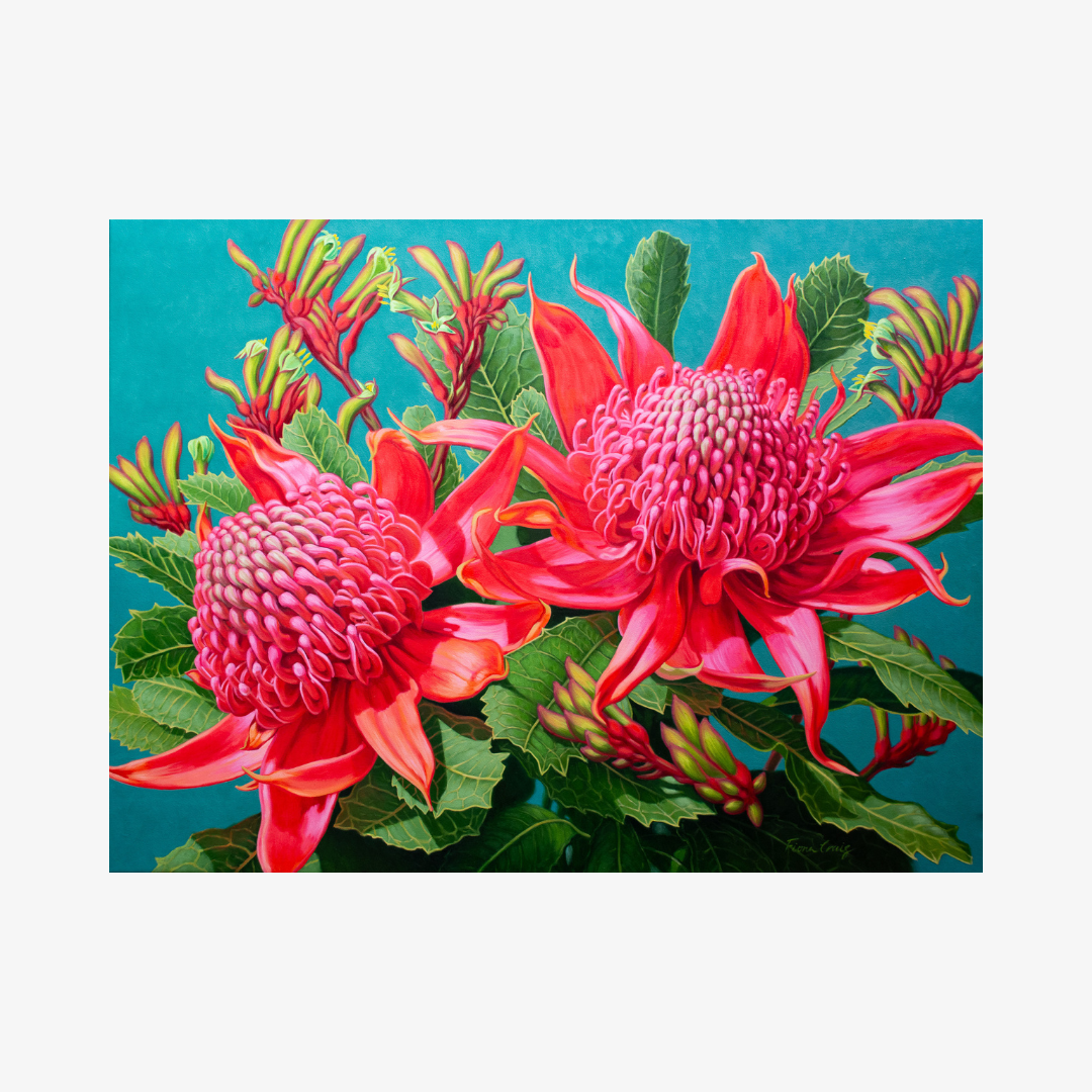 Waratahs, Blue Mountains, 2026