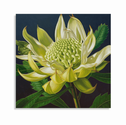 Green Waratah, 2024