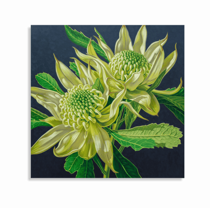 Green Waratahs on Indigo