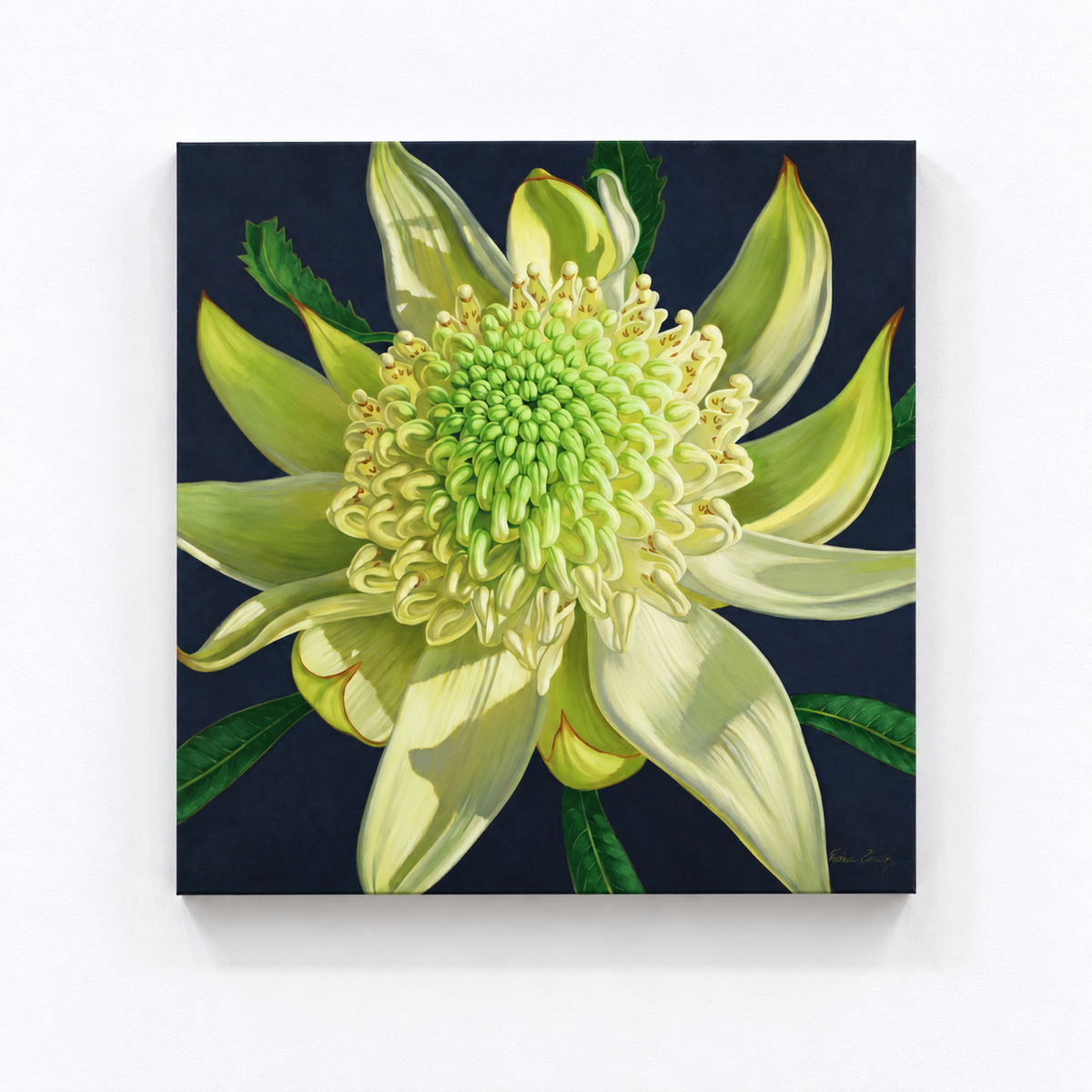 Green Waratah, 2024