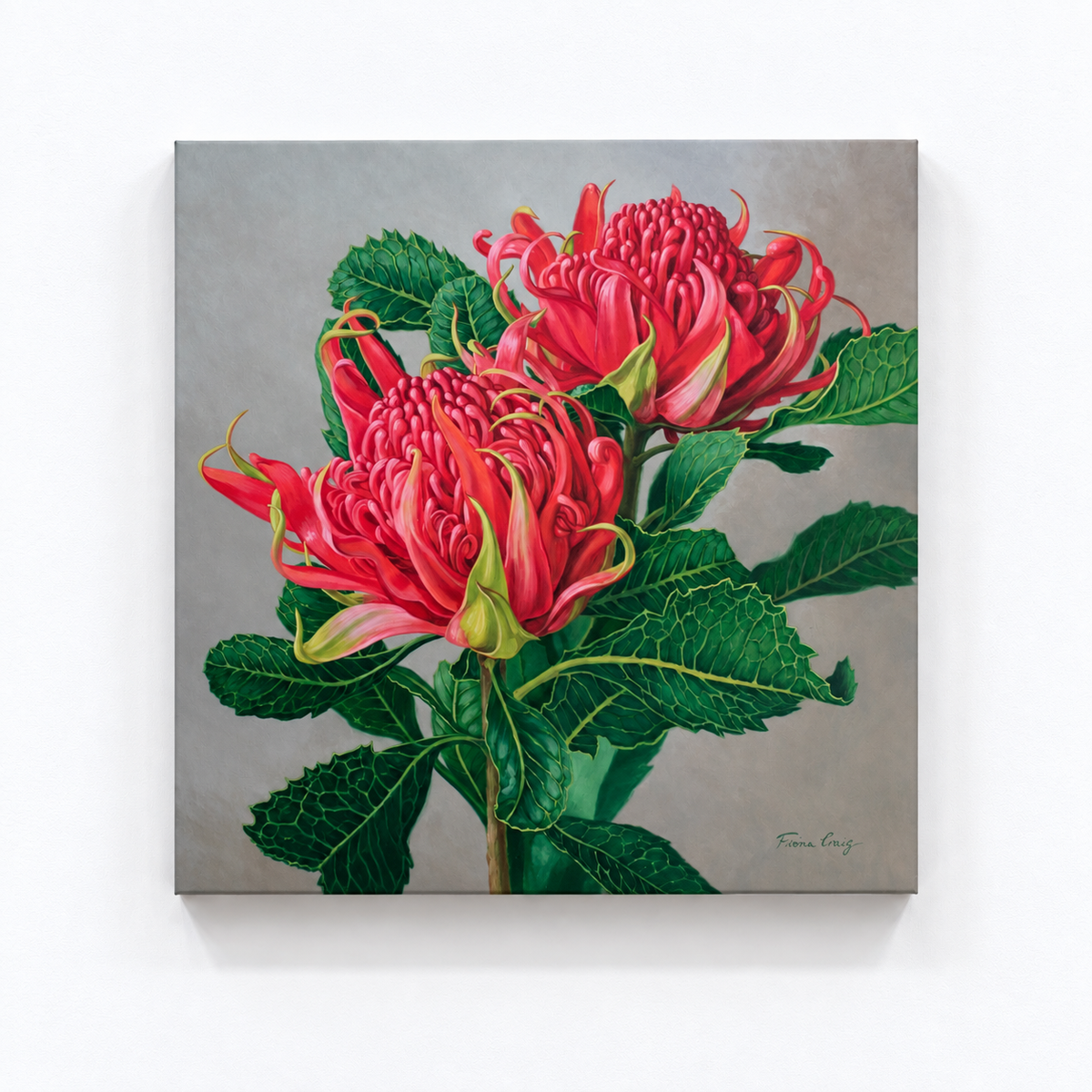 Red Waratahs