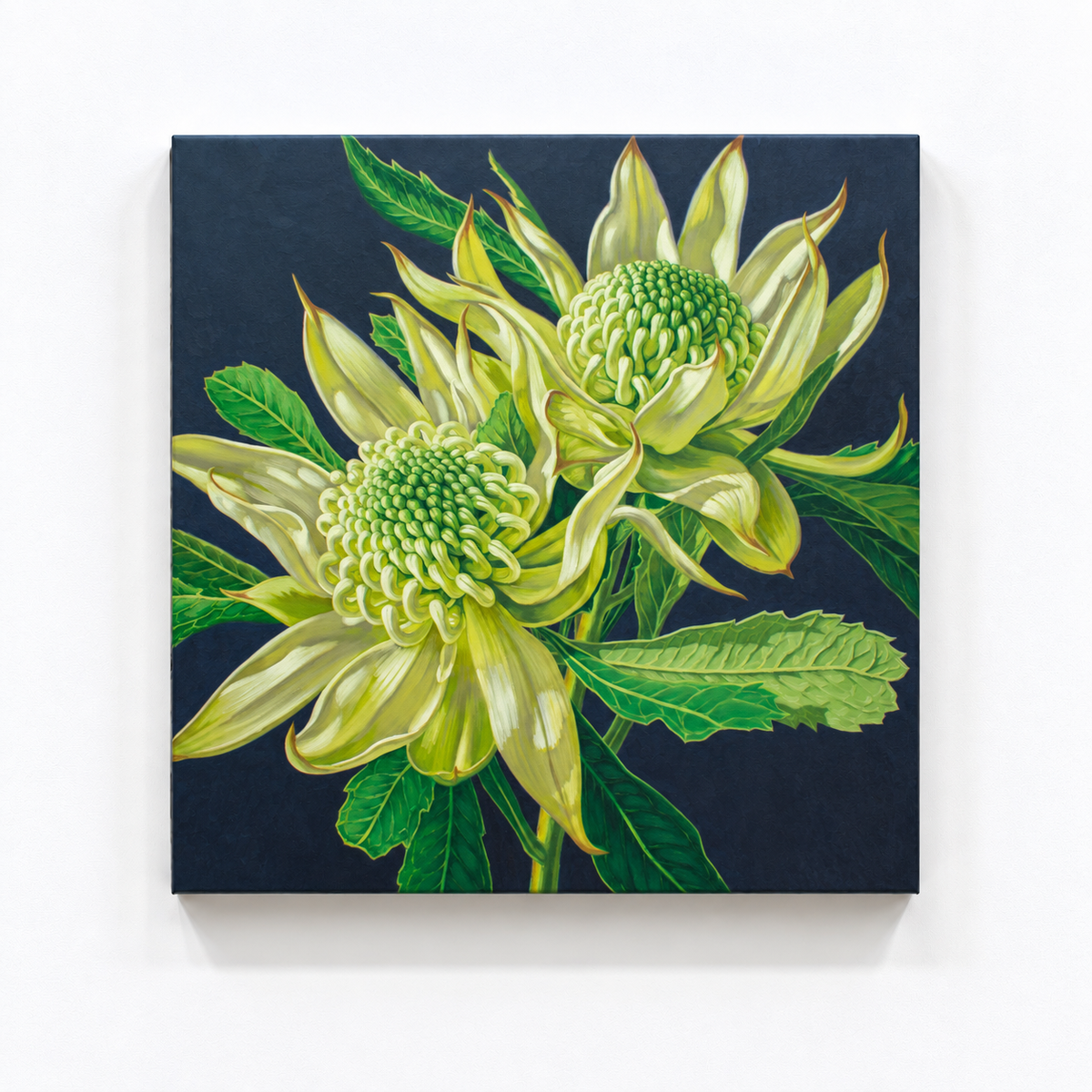 Green Waratahs on Indigo