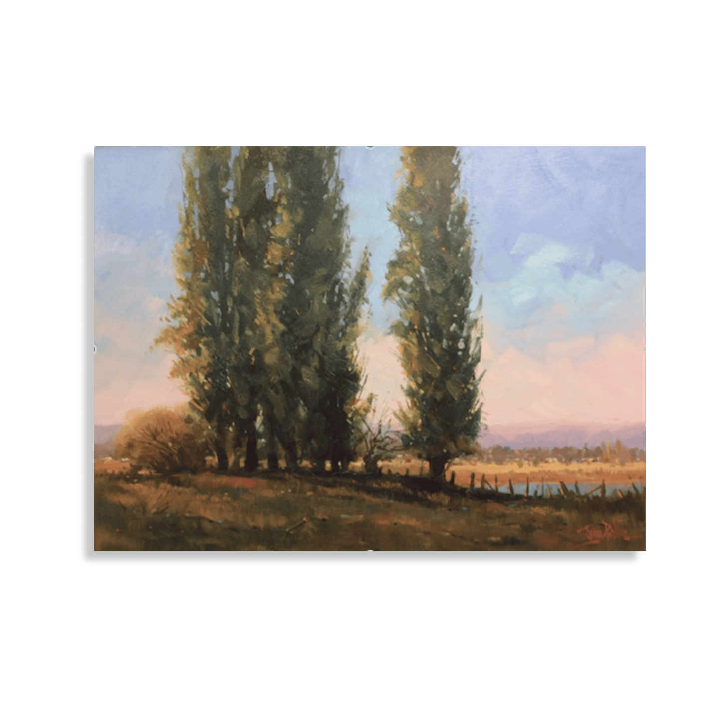 Poplars Tumut, 2020