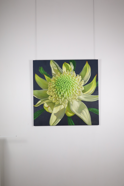 Green Waratah, 2024