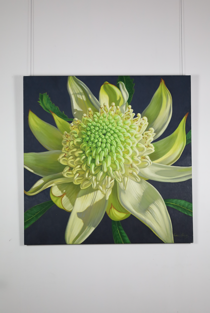 Green Waratah, 2024