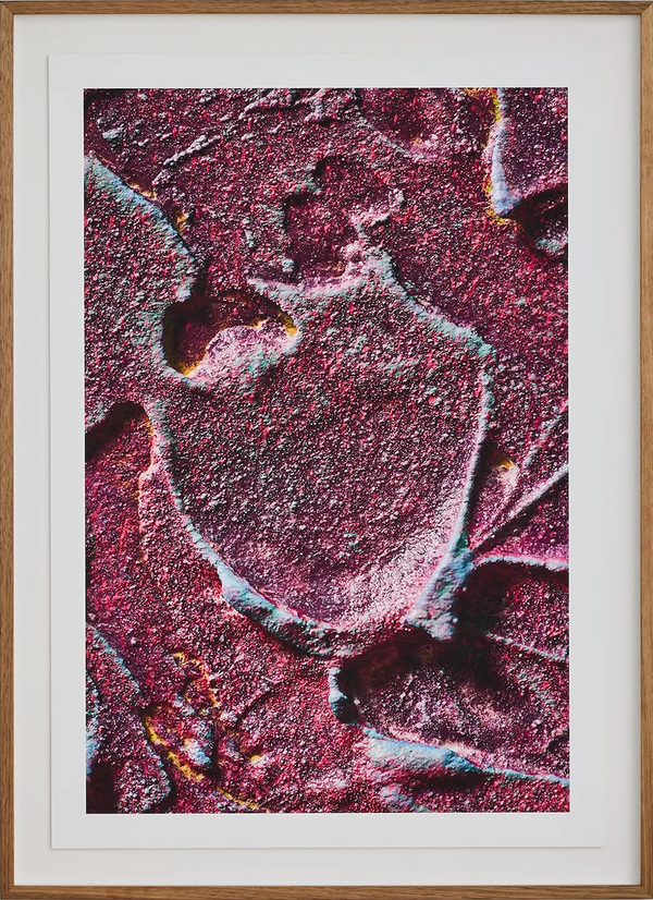 Macro #02, 2025 — alternate view