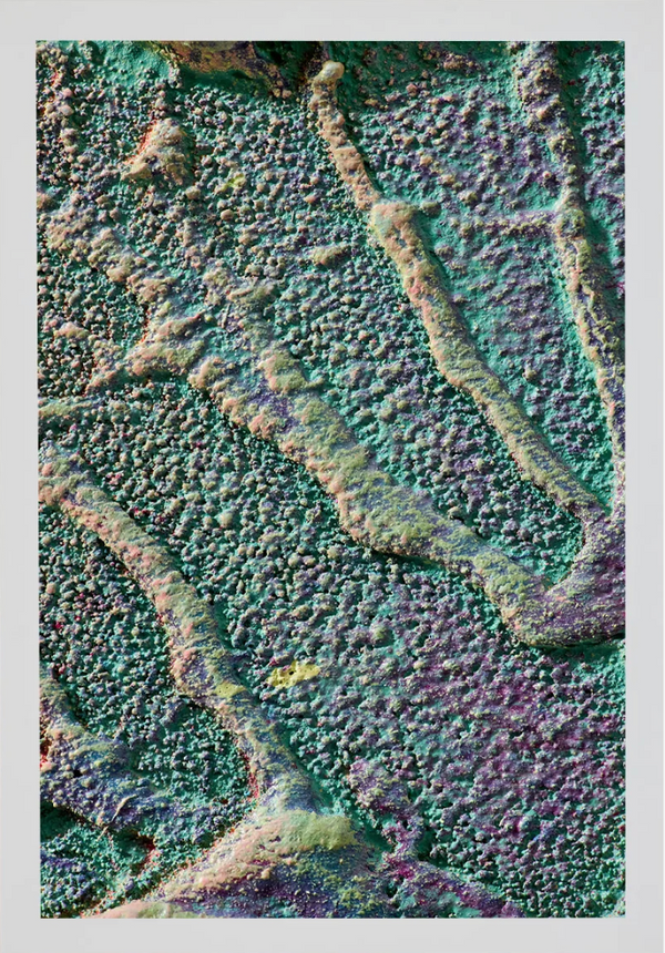 Macro #04, 2025 — alternate view