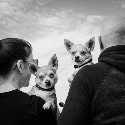 'A Pet Project' by Theresa Lee