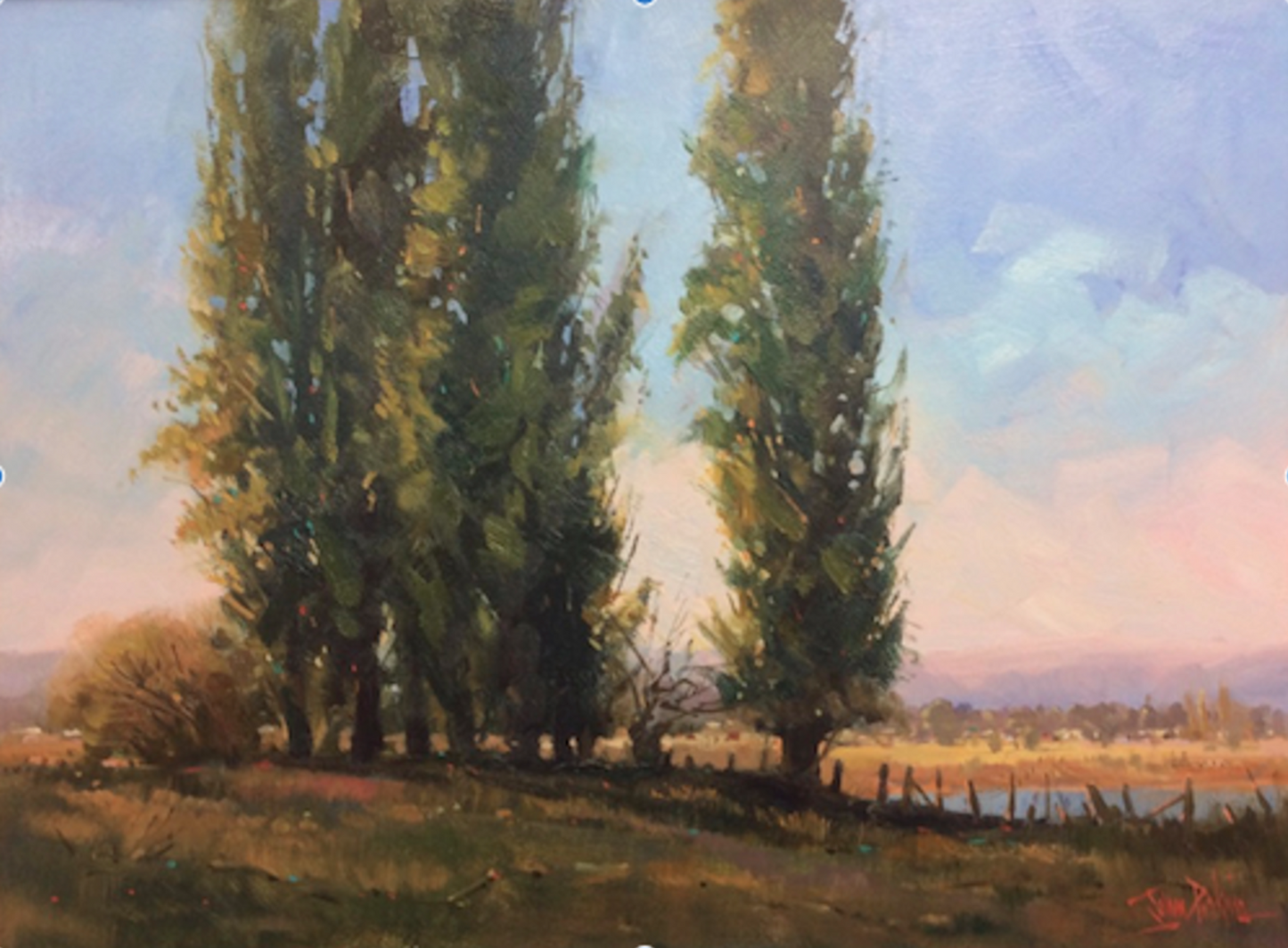 Poplars Tumut, 2020